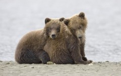 Desktop image. Animals. ID:35460