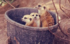 Desktop image. Animals. ID:35461