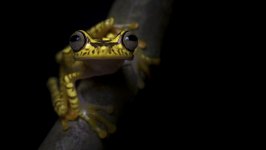 Desktop image. Animals. ID:98717