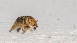 Desktop image. Animals. ID:98903