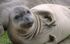 Desktop image. Animals. ID:35466