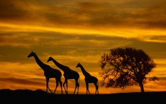 Desktop image. Animals. ID:35467