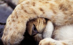 Desktop image. Animals. ID:35468