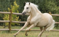 Desktop image. Animals. ID:35472