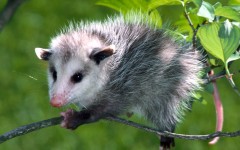 Desktop image. Animals. ID:35473