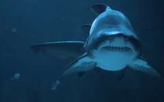 Desktop image. Animals. ID:35474