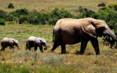 Desktop image. Animals. ID:35475