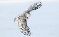 Desktop image. Animals. ID:35476