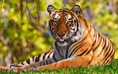 Desktop image. Animals. ID:35477