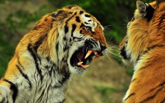 Desktop image. Animals. ID:35478
