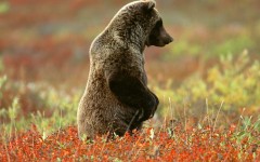 Desktop image. Animals. ID:35479
