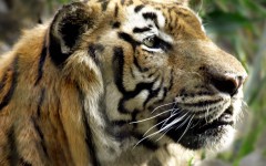 Desktop image. Animals. ID:35480