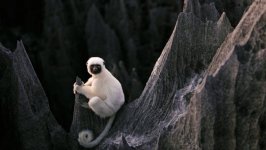 Desktop image. Animals. ID:98613