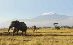 Desktop image. Animals. ID:35482