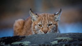Desktop image. Animals. ID:98487