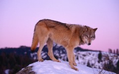 Desktop image. Animals. ID:35485