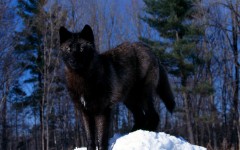 Desktop image. Animals. ID:35487