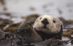 Desktop image. Animals. ID:35488
