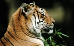 Desktop image. Animals. ID:35489