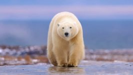 Desktop image. Animals. ID:98601