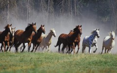 Desktop image. Animals. ID:35494