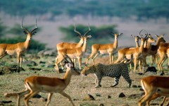 Desktop image. Animals. ID:35495