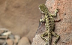Desktop image. Animals. ID:35496