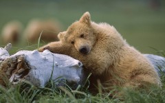 Desktop image. Animals. ID:35498