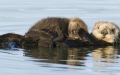 Desktop image. Animals. ID:35499