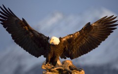 Desktop image. Animals. ID:35500