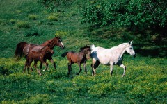Desktop image. Animals. ID:35501