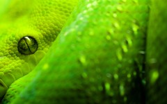Desktop image. Animals. ID:35503
