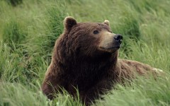 Desktop image. Animals. ID:35504