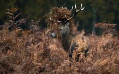 Desktop image. Animals. ID:53494