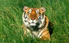 Desktop image. Animals. ID:35514