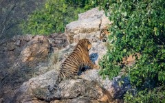 Desktop image. Animals. ID:53499