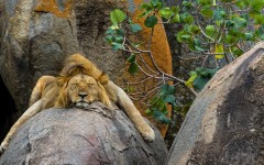 Desktop image. Animals. ID:53618