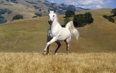 Desktop image. Animals. ID:35525