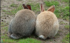 Desktop image. Animals. ID:35526