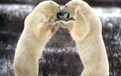 Desktop image. Animals. ID:35527