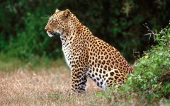 Desktop image. Animals. ID:35528