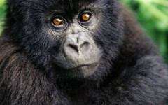 Desktop image. Animals. ID:35529