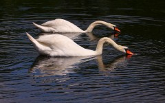 Desktop image. Animals. ID:35530