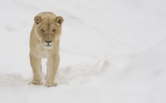 Desktop image. Animals. ID:53500