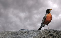Desktop image. Animals. ID:35533