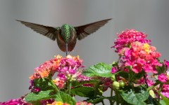 Desktop image. Animals. ID:53619