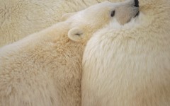 Desktop image. Animals. ID:35535