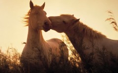 Desktop image. Animals. ID:35536