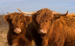 Desktop image. Animals. ID:35537