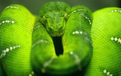 Desktop image. Animals. ID:35538